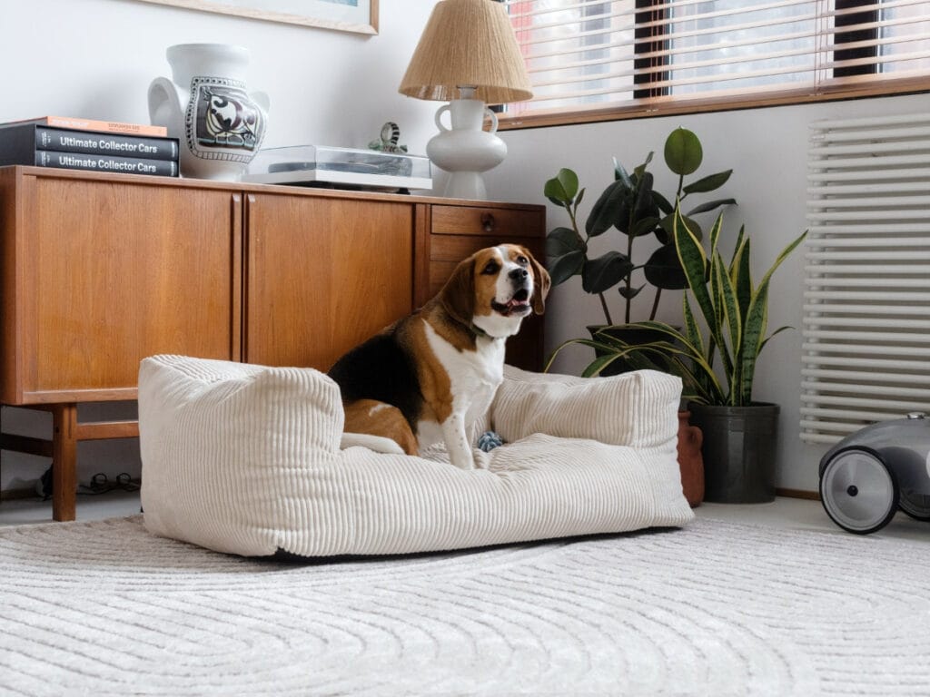 Dog sitting on Salto beige corduroy dog sofa - Bobochic Paris. Soft, designer bedding, perfect for contemporary interiors.