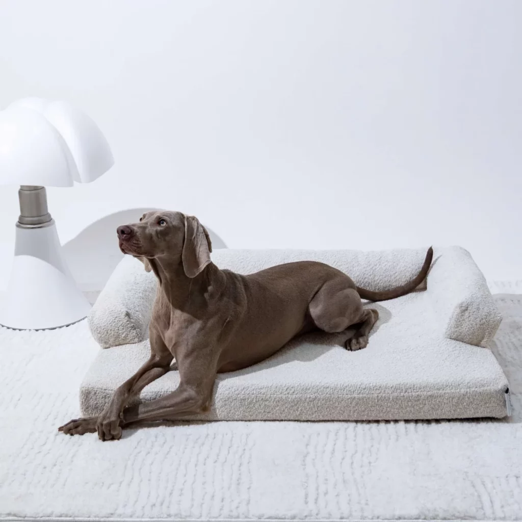 Dog lying on orthopedic sofa in beige bouclette - Divan Poilu. Ergonomic design bed with shape memory, made in France, combining style and comfort.