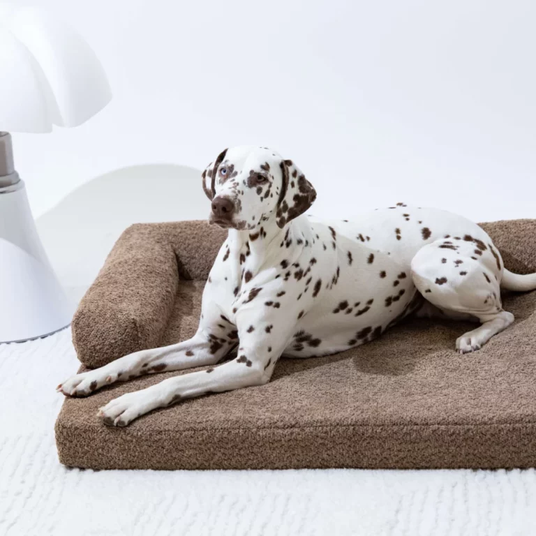 Dalmatian lying on the orthopedic brown curly dog couch - Divan Poilu. Comfortable design bed with memory foam, made in France. 