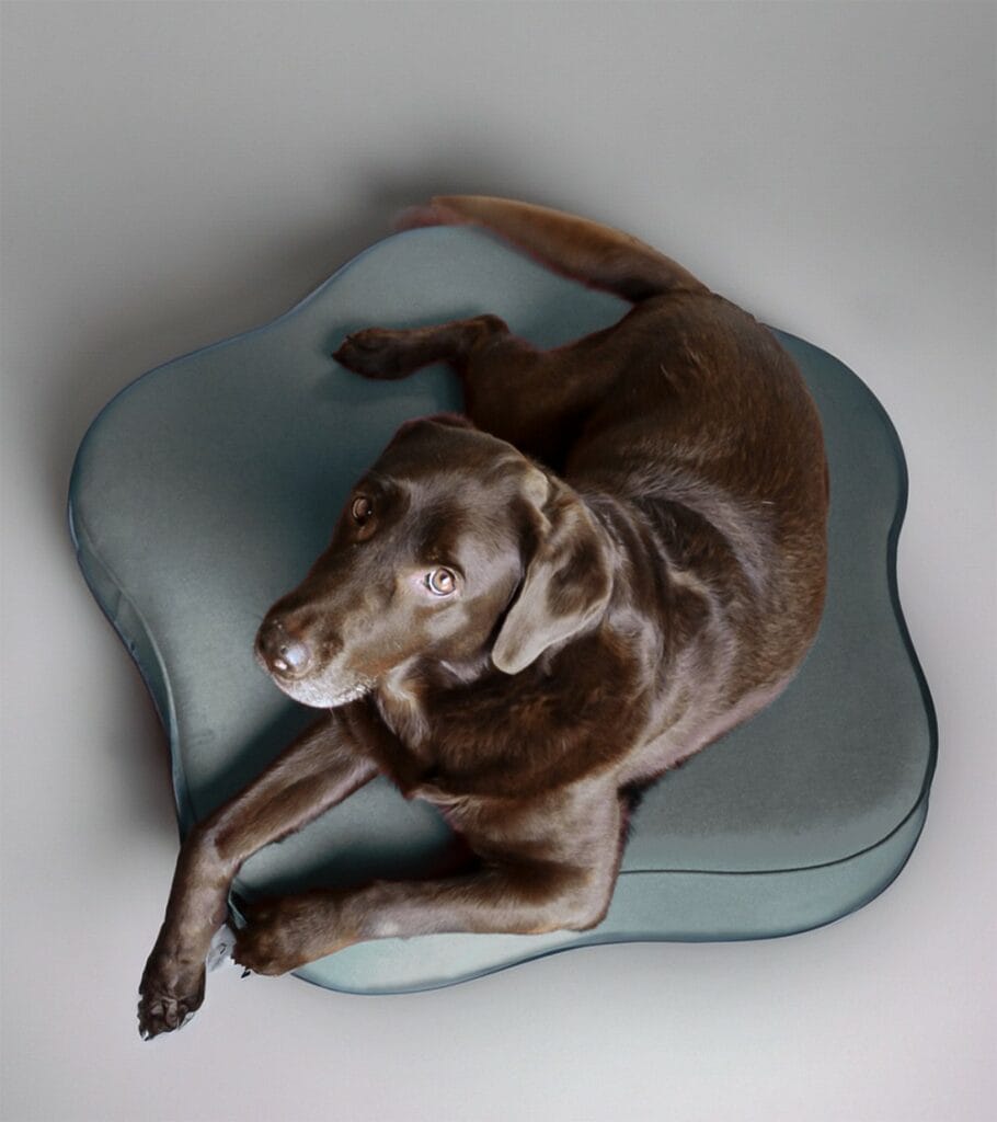 Dog lying on Harmony velvet basket - Bogarel. Comfortable, removable, organic-shaped designer bed, combining elegance and animal well-being.