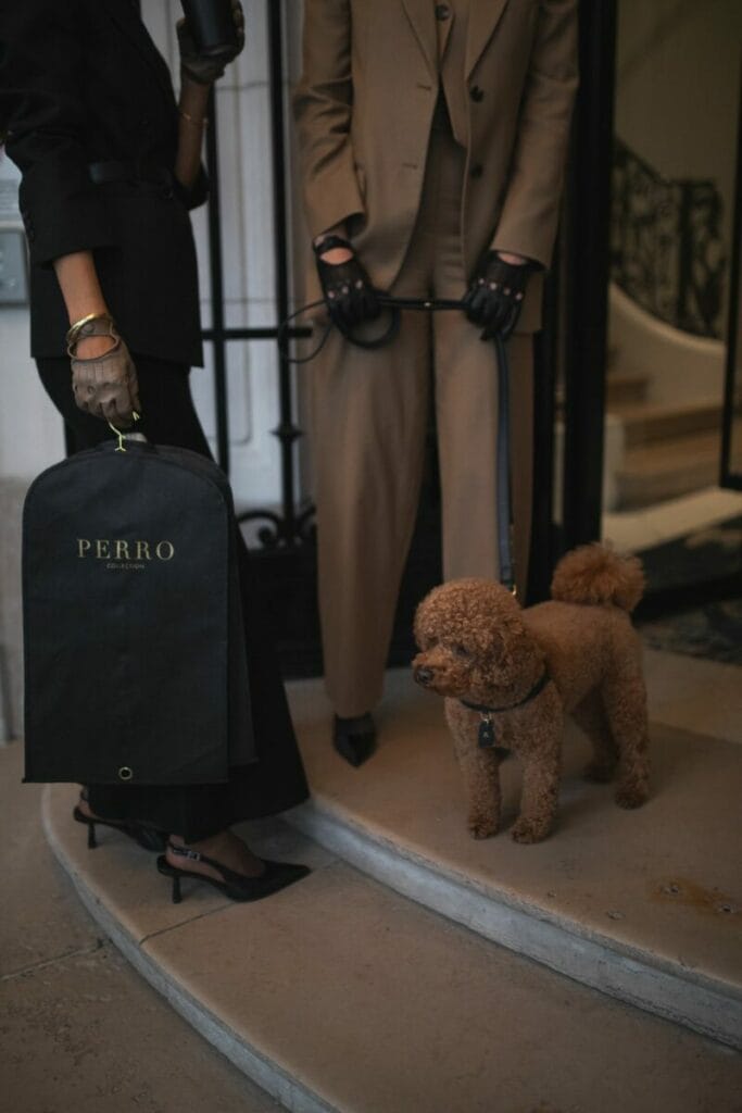 Chien portant un collier et une laisse Perro Collection, accessoires premium en cuir pour chiens.
