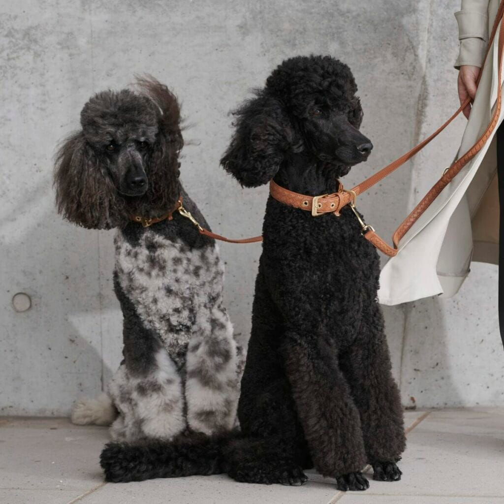 Deux grands caniches, l’un noir et l’autre noir et gris, portent les colliers et laisses en cuir caramel de la collection Prestige Caramel de William Walker. Photographiés devant un mur en béton brut, ils incarnent une allure élégante et sophistiquée.
