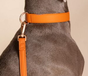 L’Art du collier: quand l’accessoire canin devient objet de style