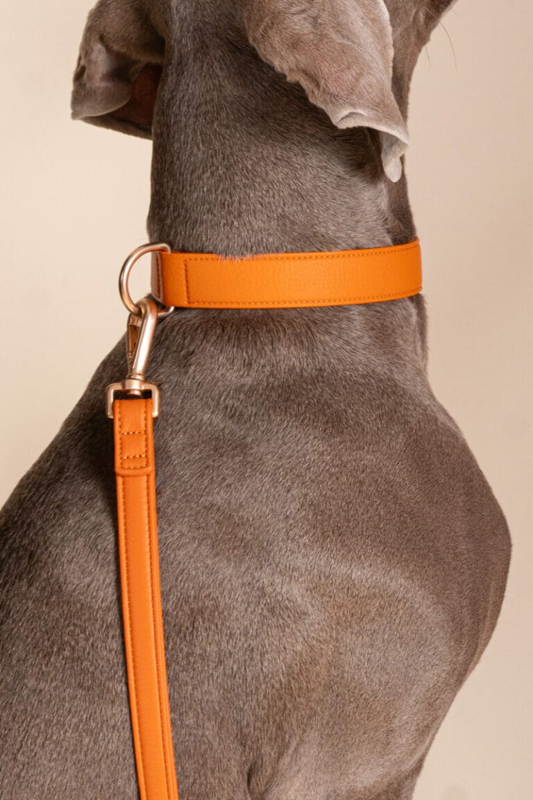 Gros plan sur un chien au pelage gris portant un collier orange vif en cuir assorti à sa laisse, mettant en valeur la texture du cuir et la finesse des finitions métalliques dorées.
