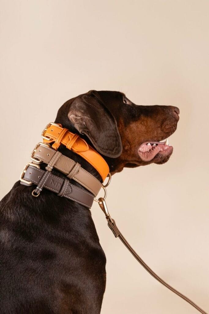 Chien marron de profil portant trois colliers en cuir haut de gamme de couleurs orange, beige et brun, avec laisse assortie – collection élégante Ninishopdog.