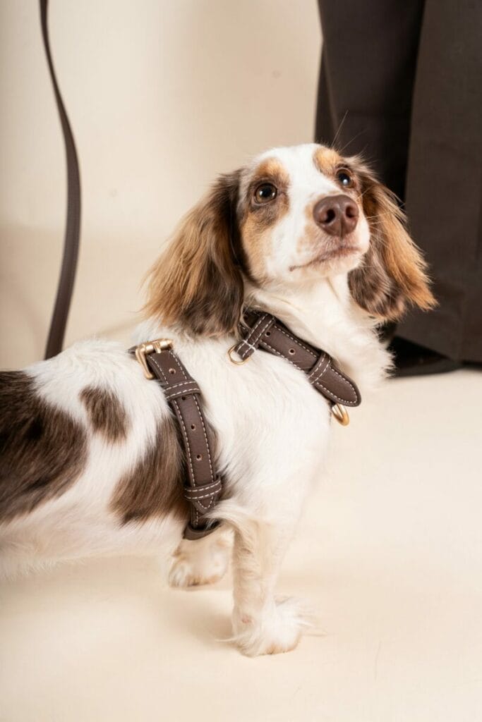 Petit chien au pelage blanc et brun portant un harnais en cuir chocolat NiniDogShop, rehaussé de surpiqûres contrastées et de boucles dorées, photographié en studio sur fond beige.