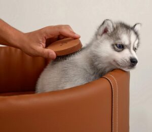 Luxury houses are reinventing everyday life for our pets.