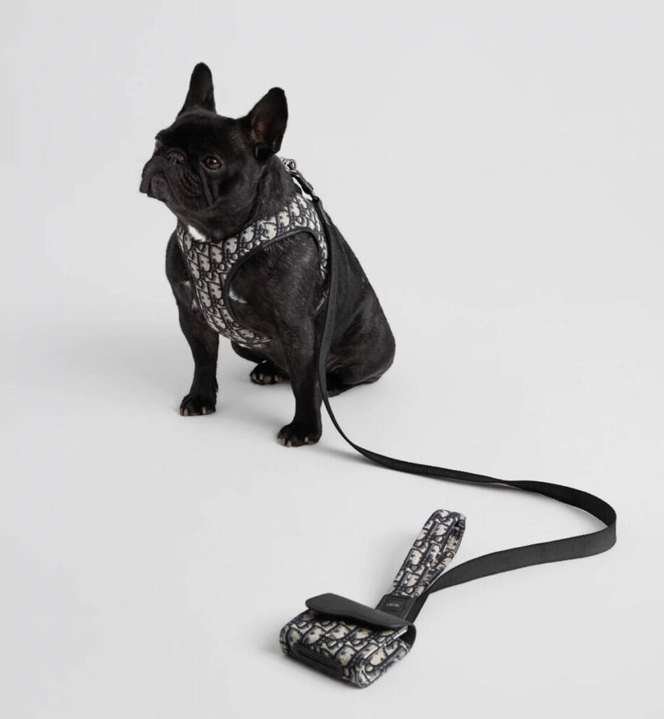 Bouledogue français portant un harnais Dior à motif signature avec laisse assortie, accessoire de luxe pour chien issu de la maison Dior.