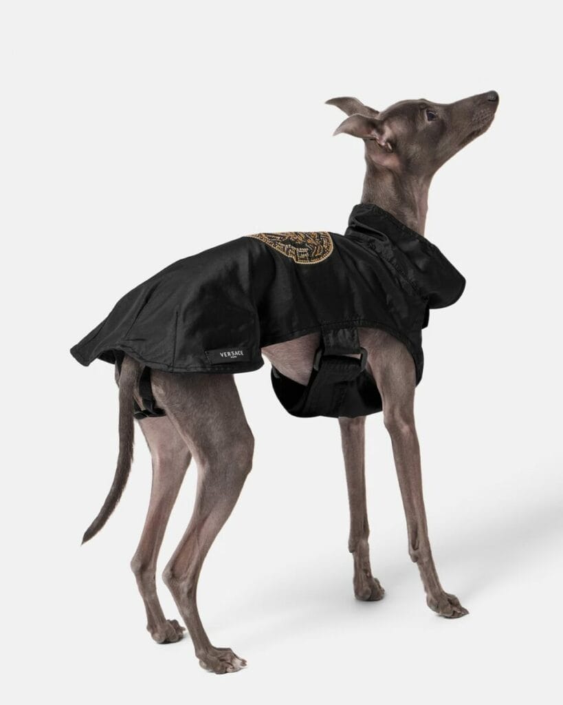 Chien portant un imperméable noir Versace avec motif Medusa doré, vêtement de luxe pour chien alliant style couture et protection contre la pluie.
