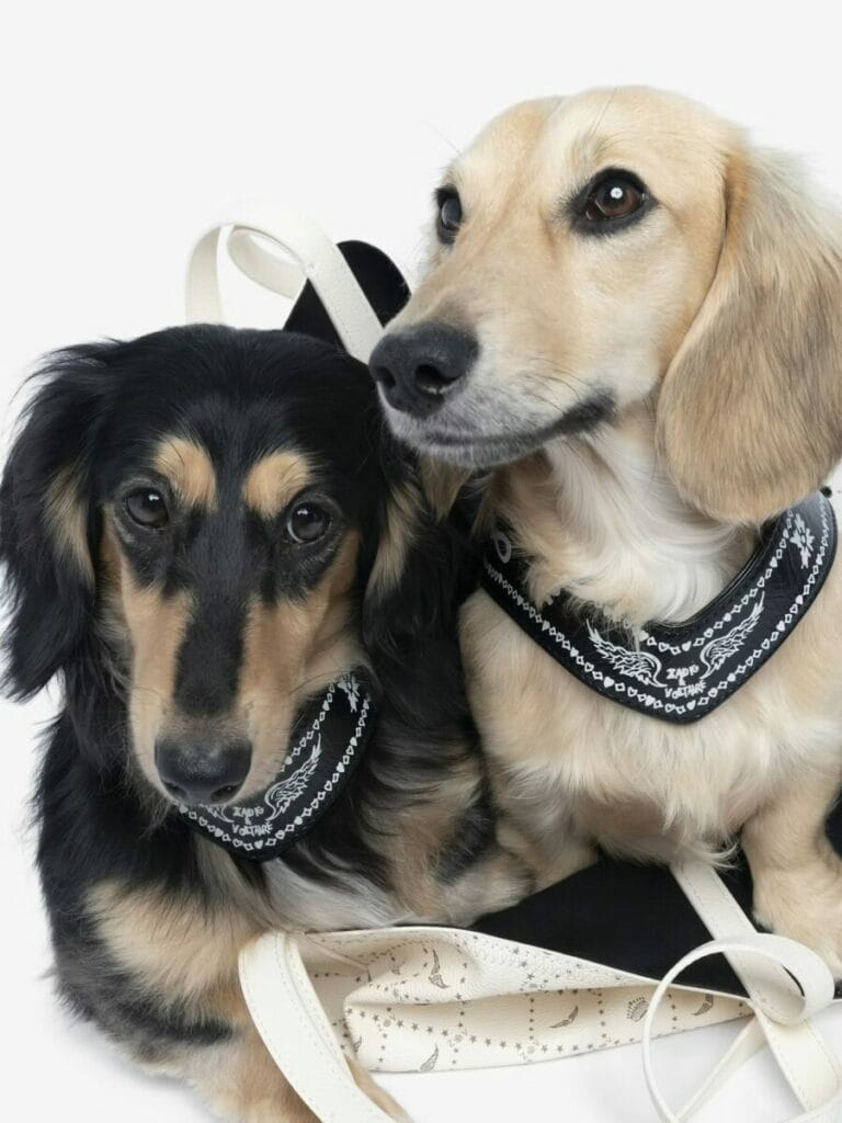 Harnais pour chien en cuir noir vintage Zadig & Voltaire, accessoire chic et tendance pour chien en ville.