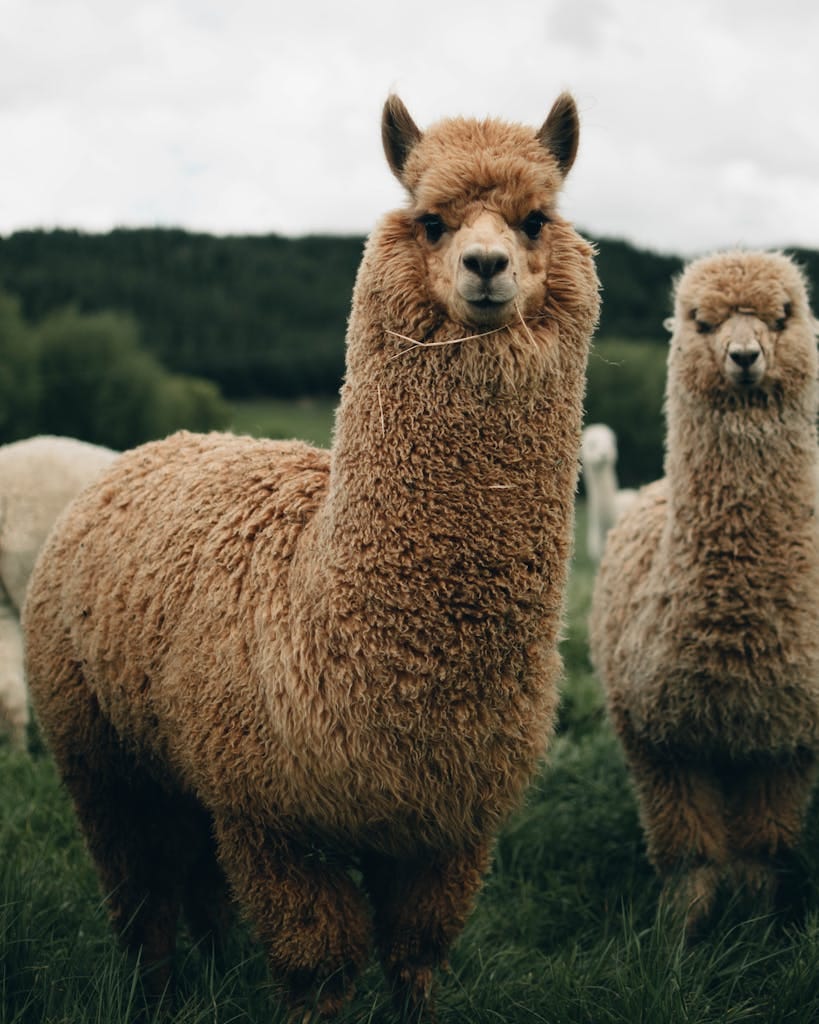 Adorable fluffy alpacas standing in a lush green field, showcasing rural New Zealand's charm.