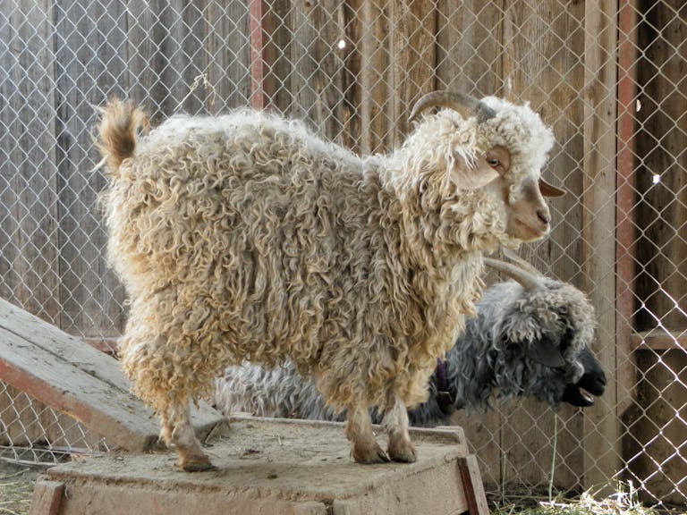 Close-up of an Angora goat with curly wool inside a farm enclosure in Los Angeles.